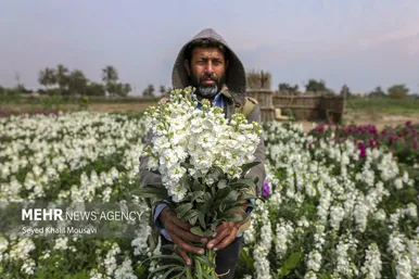 ایران زیباست | برداشت گل در حمیدیه خوزستان