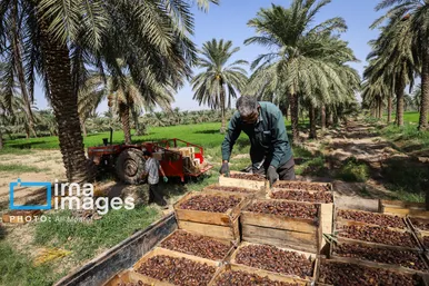 ایران زیباست | برداشت خرما از نخلستان های کارون