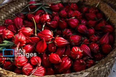 برکت خاک ایران | برداشت چای قرمز در روستای علوه