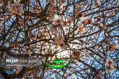 ایران زیباست | بوی بهار در زمستان کویر