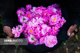 برداشت گل محمدی در کاشان