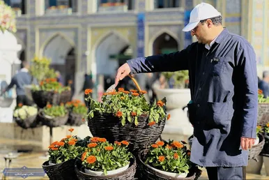 عکس‌هایی از گل‌آرایی حرم مطهر رضوی به مناسبت اعیاد شعبانیه