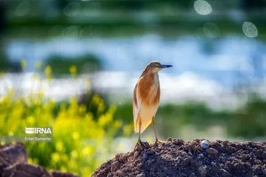 روز جهانی پرندگان مهاجر