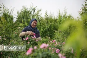 برداشت بیش&zwnj;از ۳ هزار&nbsp;تُن گل&zwnj;محمدی در خراسان&zwnj;رضوی