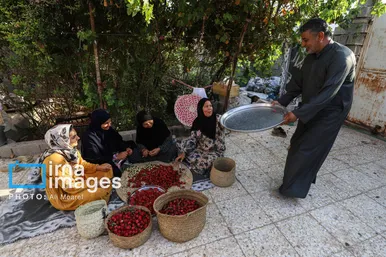 برکت خاک ایران | برداشت چای قرمز در روستای علوه