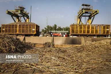 آغاز برداشت محصول نیشکر در خوزستان