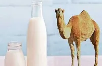 شیر شتر و درمانی مشابه انسولین برای دیابتی‌ها