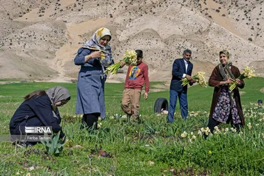 نذر گل نرگس به مقصد حرم
