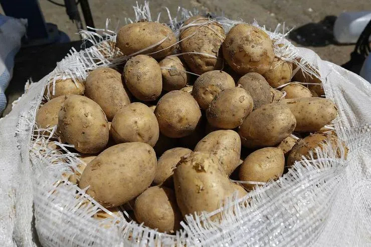افزایش قیمت و بالانشینی سیب زمینی!
