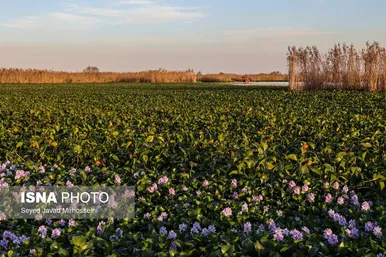 ایران زیباست | شیطان بنفش