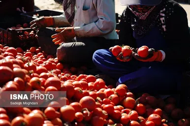 گزارش تصویری | برداشت گوجه فرنگی خارج از فصل - بردخون