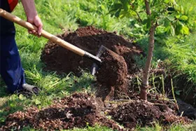 نهال&zwnj;کاری همگانی برای مشهدی سرسبز
