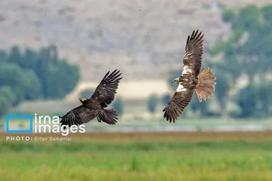 ایران زیباست | روز جهانی پرندگان مهاجر