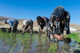 بیماری تب شالیزار چیست؟ | آمار فوت بر اثر تب شالیزار در مازندران تکذیب شد