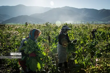 کشت و فرآوری توتون در گلستان