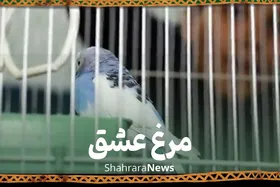 ویدئو | مرغ عشق&zwnj;هایی که سبب نوکری شدند