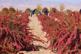 ویدئو| بزرگ&zwnj;ترین باغ زرشک دنیا در خراسان&zwnj;جنوبی