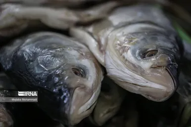 عکس‌هایی از مراحل دودی کردن ماهی