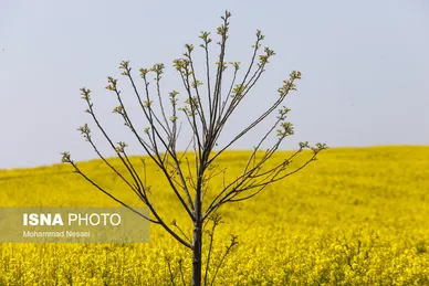 ایرانِ زیبا | «کلزای» بهاری در گلستان