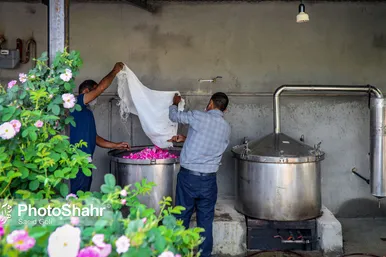 برداشت گل محمدی در روستای فرخد