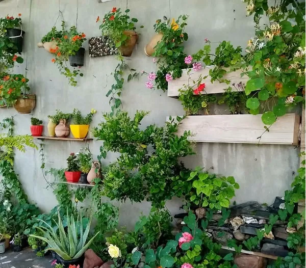 شهروند خبرنگار| کاشت گل و گیاه توسط شهروند مشهدی روی دیوار منزل