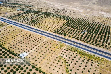 ایران زیباست | بزرگترین انجیرستان دیم جهان - استهبان