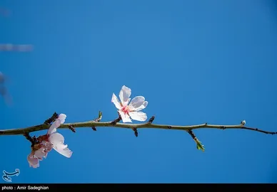 ایران زیباست | اندک اندک می‌رسد اینک بهار