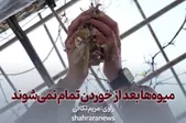 ویدئو | میوه‌ها بعد از خوردن تمام نمی‌شوند
