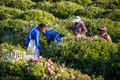 ایران زیباست | گل و گلاب میمند