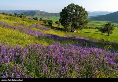 ایران زیباست | دشت گل‌های بنفش در شهرستان خرم آباد