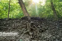 نماینده صندوق بیمه کشاورزی خراسان‌رضوی: در شرایط سخت خشکسالی به‌سر می‌بریم