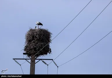 ایران زیباست | همزیستی لک لک‌ها در روستای کپر جودکی بروجرد با مردم روستا