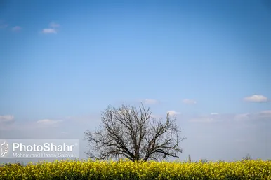 مزارع زرد کلزا