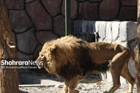 علت مرگ &laquo;ریشا&raquo; شیر باغ وحش مشهد مشخص شد | بیانیه مشترک دامپزشکی و محیط زیست خراسان رضوی