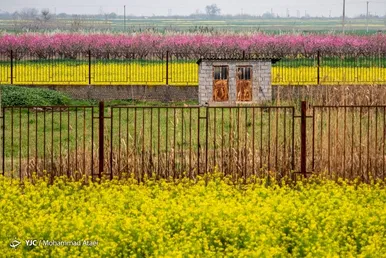 رنگ و بوی شکوفه های بهاری در رامیان گلستان