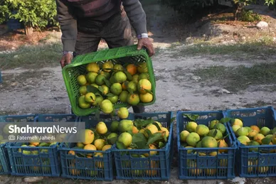 گزارش تصویری | برداشت نارنگی از باغات هاشم‌آباد گرگان
