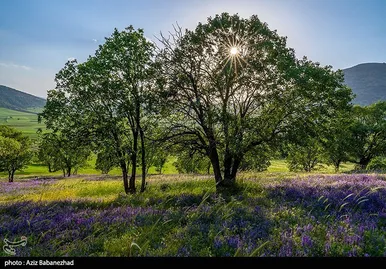ایران زیباست | دشت گل‌های بنفش در شهرستان خرم آباد
