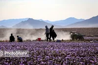 سطح زیر کشت زعفران در خراسان رضوی ۹۵ هزار هکتار است | پیش‌بینی کاهش وزن عملکرد محصول به دلیل تشدید تغییرات اقلیمی