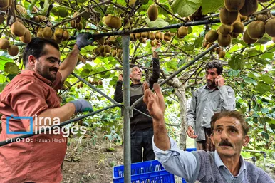 ایران زیباست | برداشت کیوی در غرب گیلان