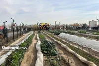 ایجاد بیش از ۳۰۰ مزرعه شهری در بوستان برکت مشهد