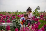 مزرعه گل شب‌بو در شهرستان حمیدیه