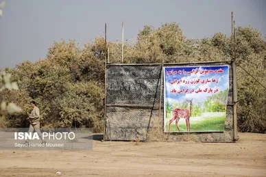 رهاسازی ۶ رأس گوزن زرد ایرانی در پارک ملی دز و کرخه