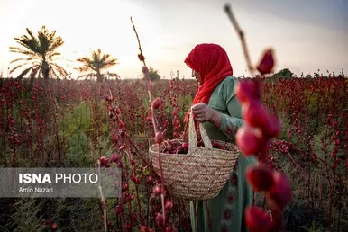 ایران زیباست | برداشت چای ترش