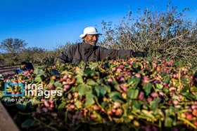 گزارش تصویری | تولید پسته از زمین تا بازار