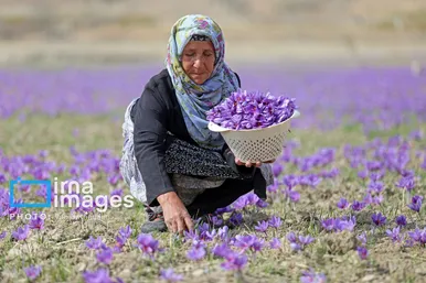 ایران زیباست | برداشت زعفران از مزارع «فاروج»