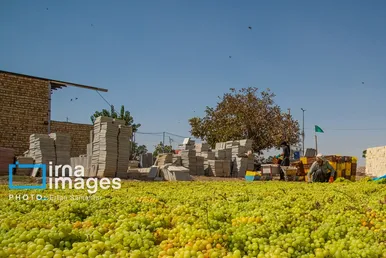 گزارش تصویری | برداشت انگور در شهر تاکستان قزوین