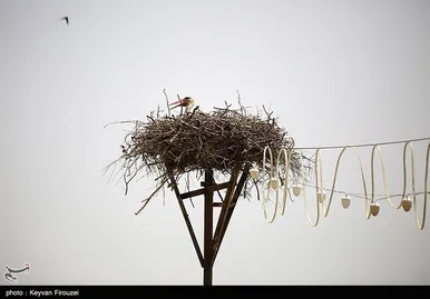 ایران زیباست | همزیستی لک‌لک‌ها و انسان در روستای دره‌تفی - مریوان