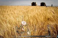 تدوین ۵ برنامه برای رشد امنیت غذایی و تأمین سفره مردم | خرید گندم از کشاورزان از مرز ۸.۲ میلیون تُن گذشت