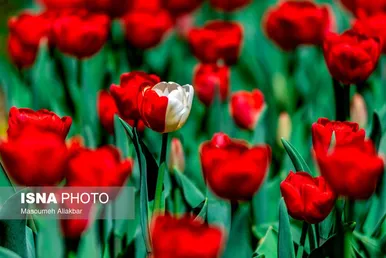 ایران زیباست؛ نهمین جشنواره لاله‌ کرج