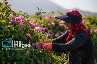 ایران زیباست | گل و گلاب میمند